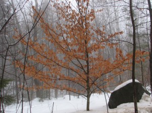 Trees - Winter (7)