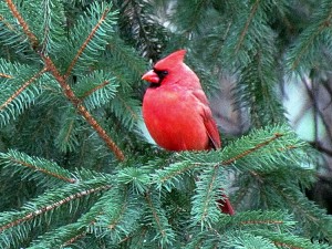 Cardinal_feeding birds