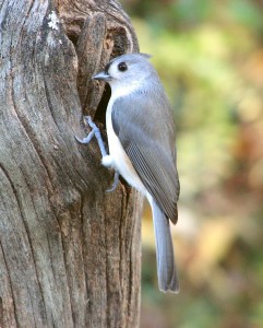Tufted Titmouse (7)
