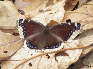 Mourning Cloak