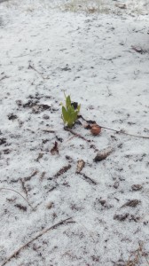 daffodils in snow