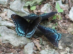 puddling butterflies