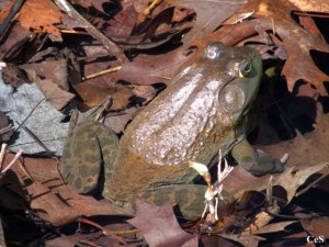 Bullfrog