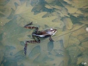 wood frog in water