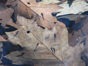 wood frog tadpoles