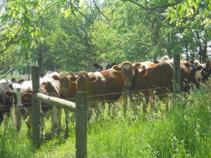 Site 5-6 Fence Steve Brown Cattle in Field