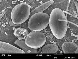 Diatoms_holt