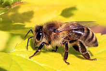 Honey_bee_(Apis_mellifera)_wikipedia