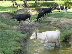 cows in stream w highly eroded bank