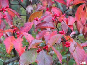 Flowering Dogwood_fall