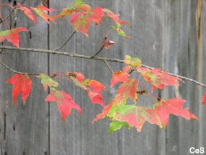 Red Maple_fall
