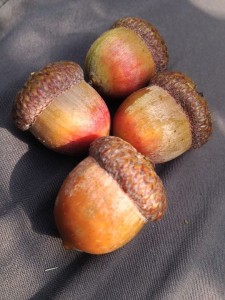 Acorns2