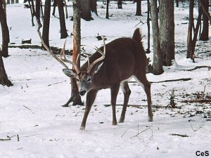 White-tailed Deer_snow_head down