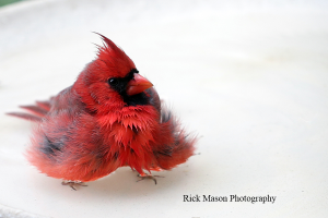 Puffy cardinal