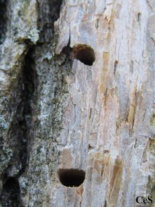 Emerald Ash Borer_emergence hole