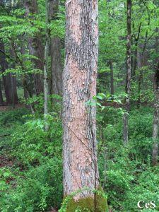Emerald Ash Borer_infested tree
