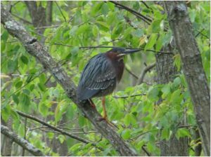 green-heron_ccswa