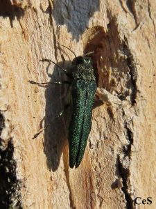 Emerald ash borer insect