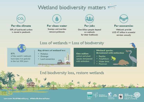 Keystone Species that Live in Ponds, Streams, & Wetlands