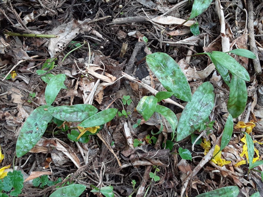 trout lily