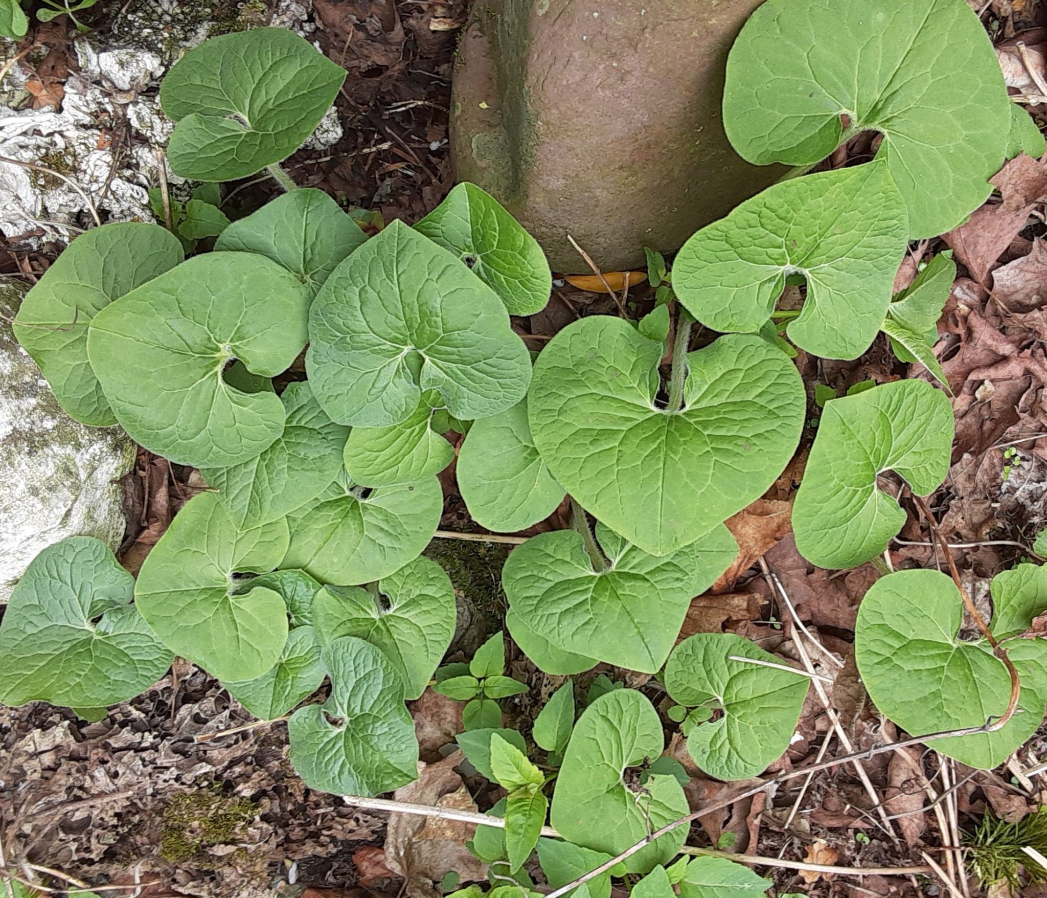 underfoot-goldthread-wild-ginger-northcentral-pennsylvania-conservancy