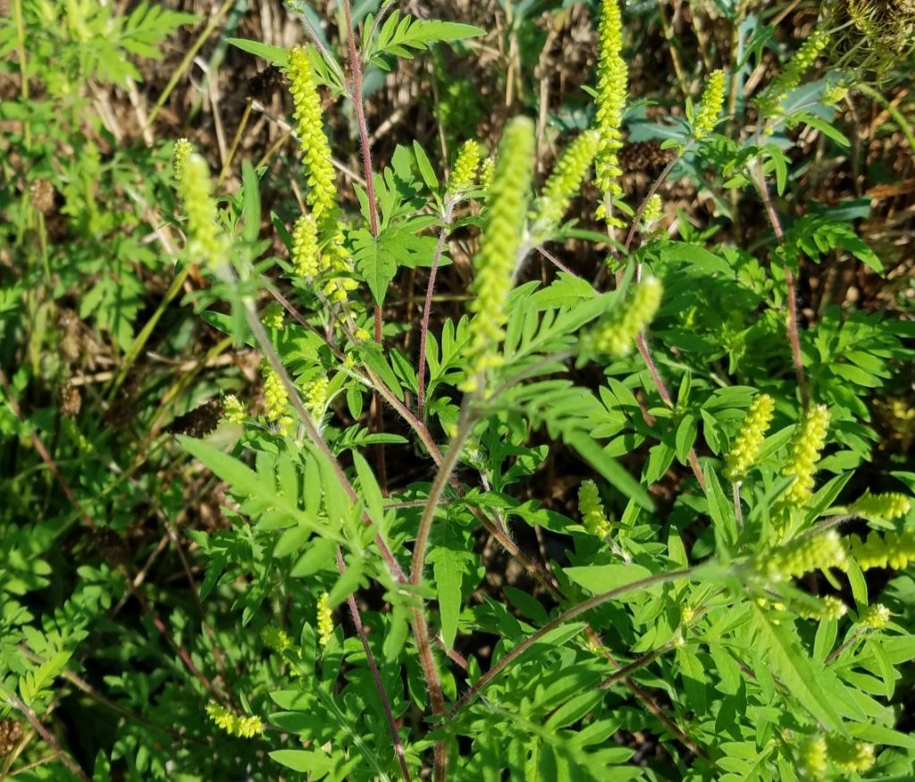 Underfoot: Boneset & Common Ragweed - Northcentral ...