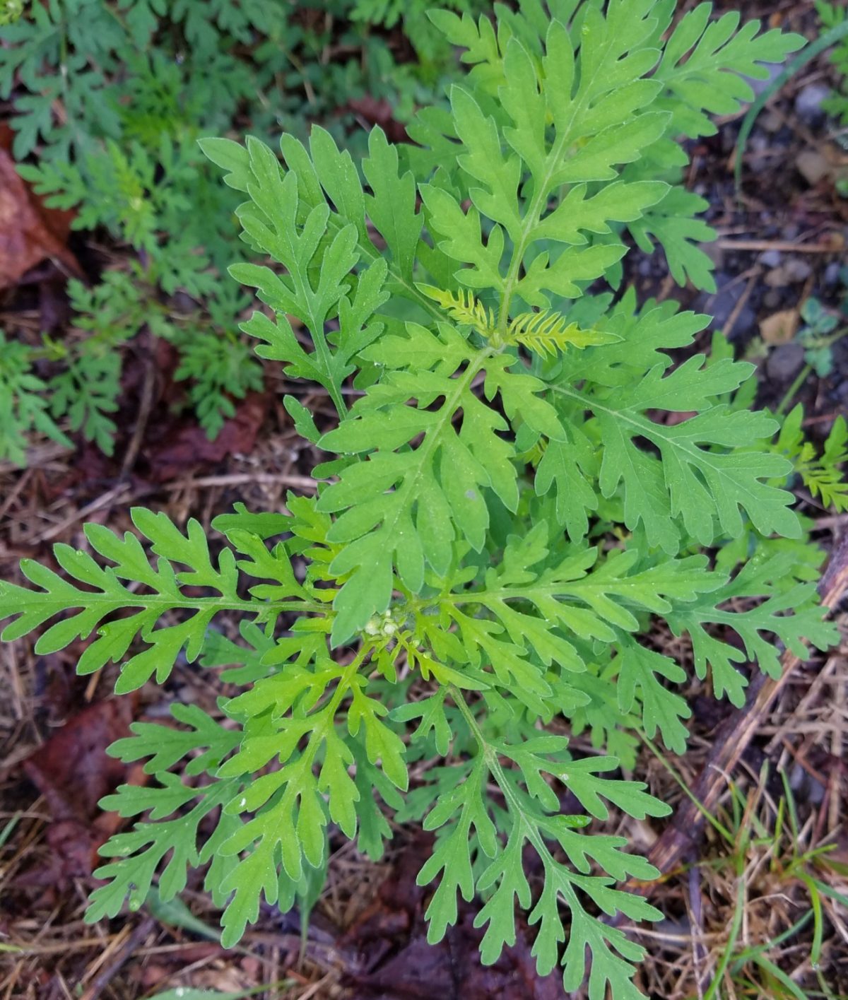 Underfoot: Boneset & Common Ragweed - Northcentral Pennsylvania Conservancy