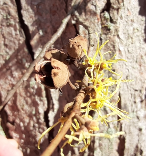 Witch-hazel (Hamamelis virginiana) – Wild Seed Project