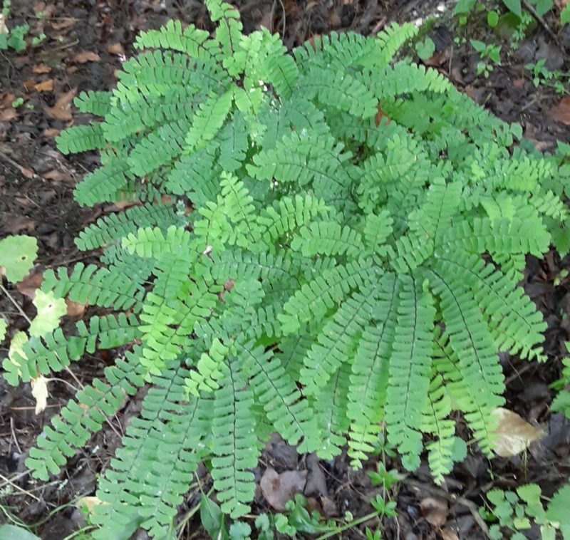 Underfoot: Northern Maidenhair Fern - Northcentral Pennsylvania Conservancy