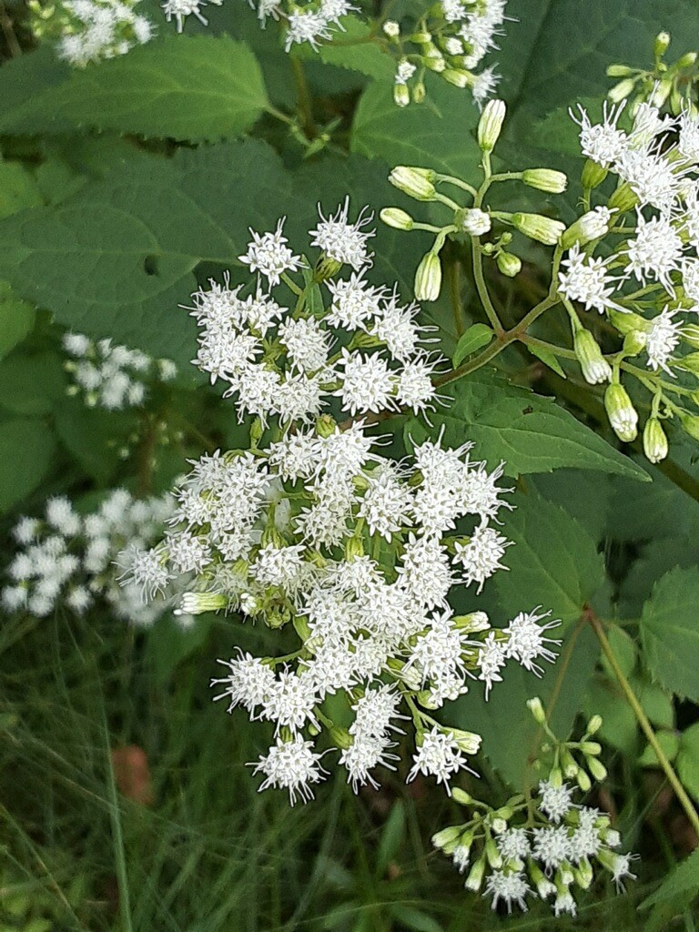 Underfoot: White Snakeroot - Northcentral Pennsylvania Conservancy