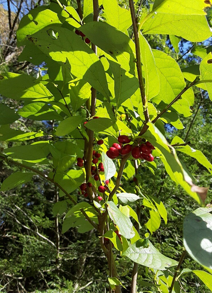 Underfoot: Jeepers, Virginia Creepers! - Northcentral Pennsylvania  Conservancy