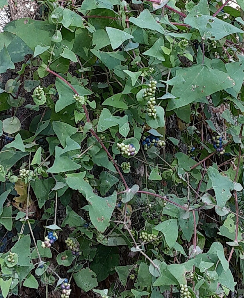 Underfoot: Jeepers, Virginia Creepers! - Northcentral Pennsylvania  Conservancy