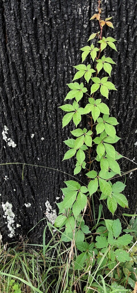 Virginia Creeper Vine - Urban Forest Dweller