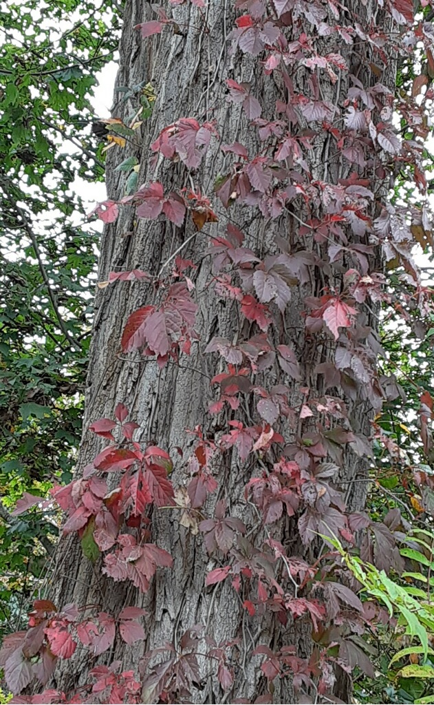 Virginia Creeper Vine - Urban Forest Dweller