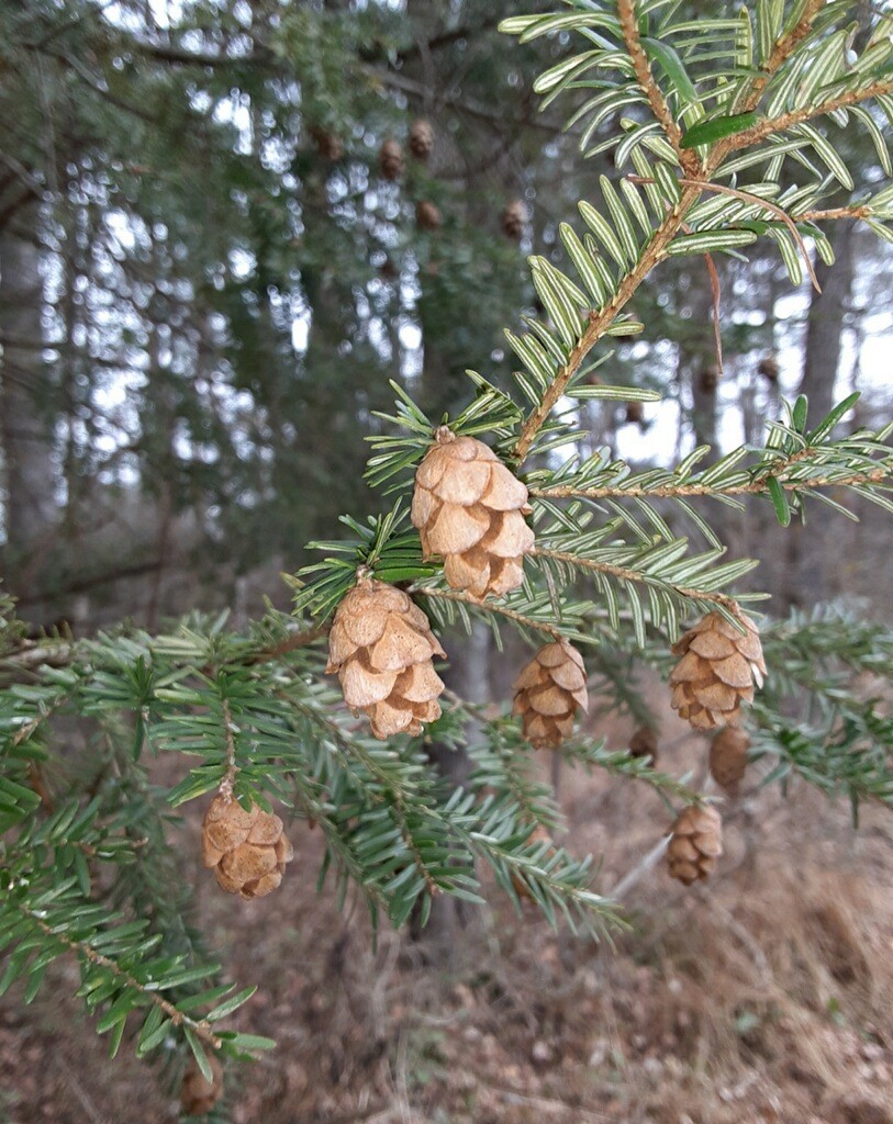 Hemlock Tree Cones Eastern Hemlock Craft Potpourri Bags -  in 2023