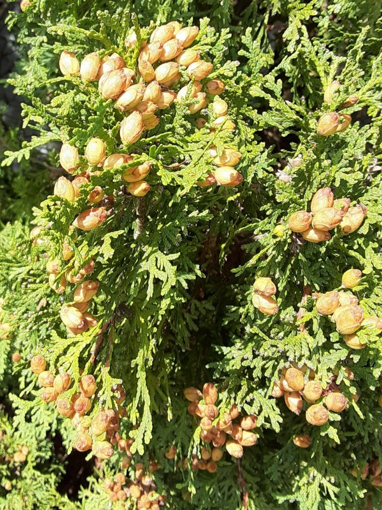 Underfoot: Northern White Cedar AKA Arborvitae - Northcentral ...