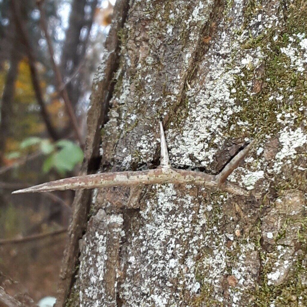 black locust tree thorns