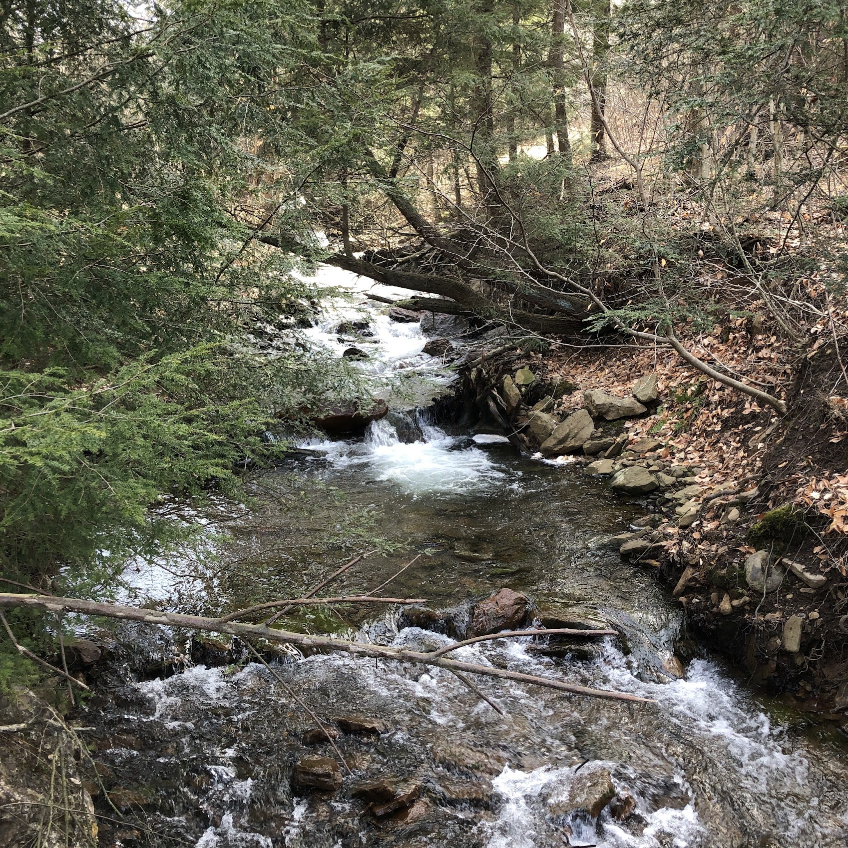 Coal Creek Northcentral Pennsylvania Conservancy