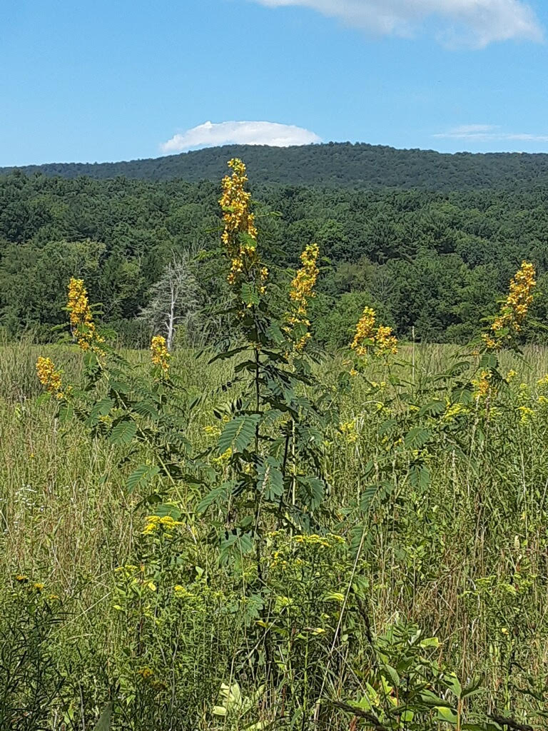 Wild Senna Seeds – Vermont Wildflower Farm