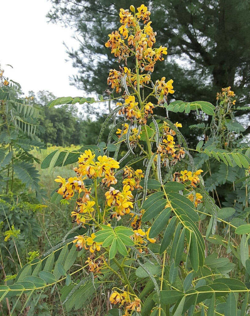 senna hebecarpa seed pods