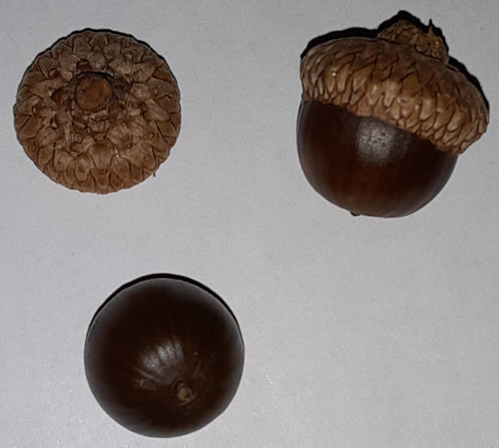 White Black Red Oak Acorn Identification - ArcheWild - Architects of Wild  Spaces