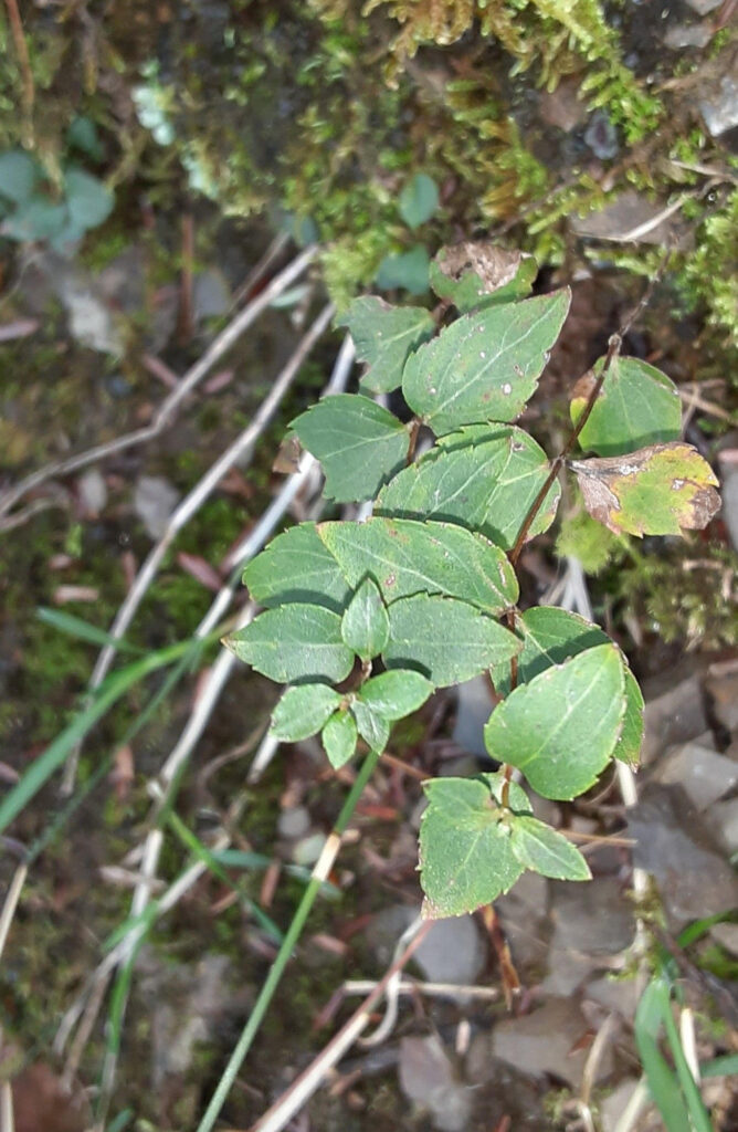 Underfoot: Jeepers, Virginia Creepers! - Northcentral Pennsylvania  Conservancy