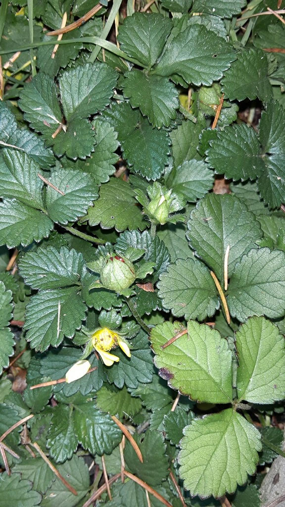 The Ribbon People White and Red Strawberry on the Vine Garden