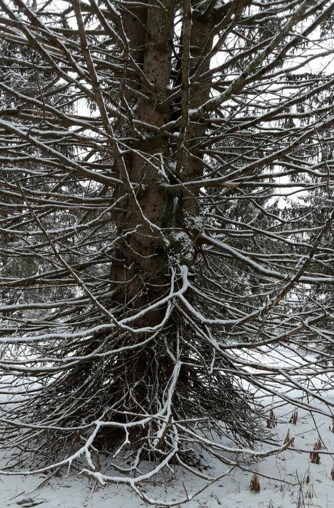 Underfoot: Jeepers, Virginia Creepers! - Northcentral Pennsylvania  Conservancy