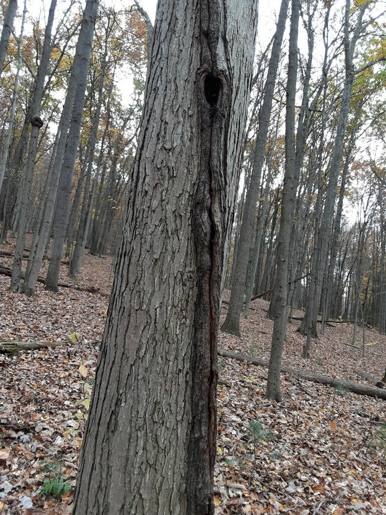 Underfoot: Jeepers, Virginia Creepers! - Northcentral Pennsylvania  Conservancy