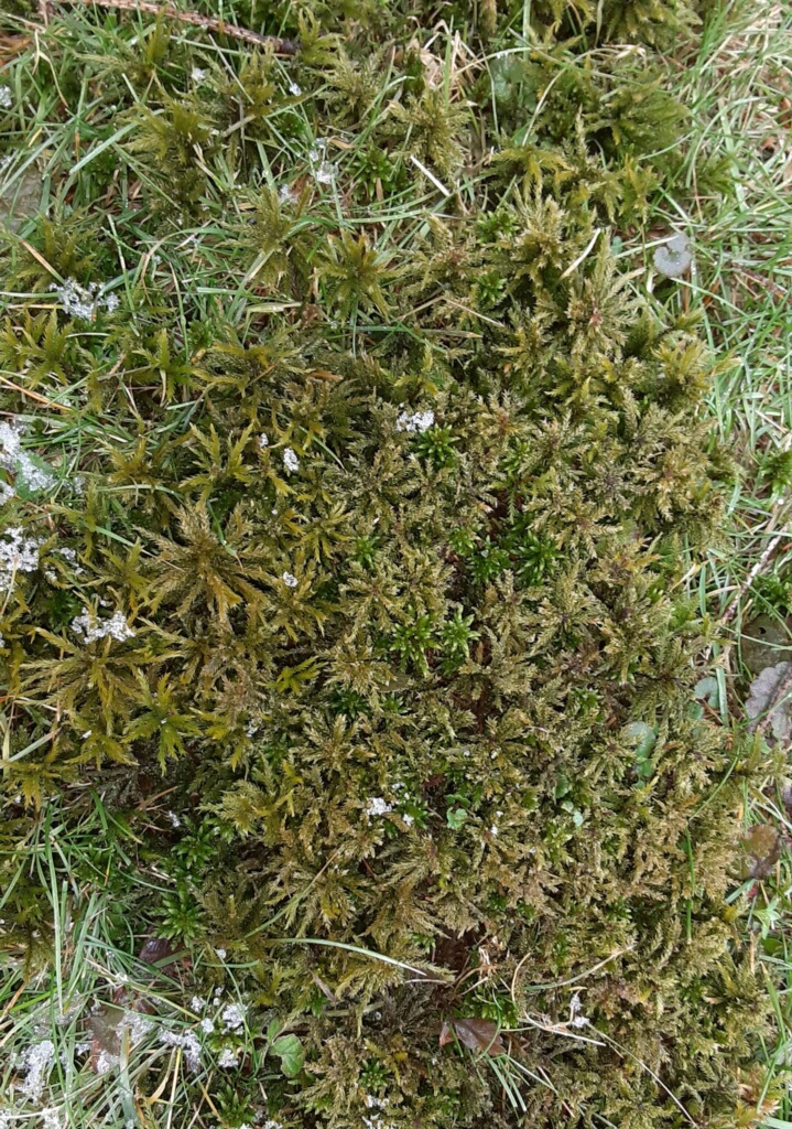 Moss – tiny plants, huge potential – The Quiet Branches