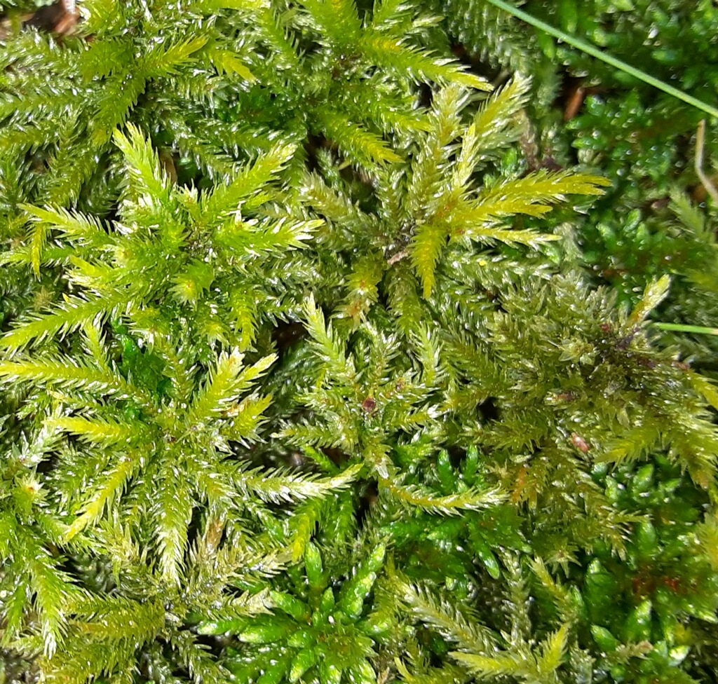 Sphagnum Moss – BIRDY'S PLANTS