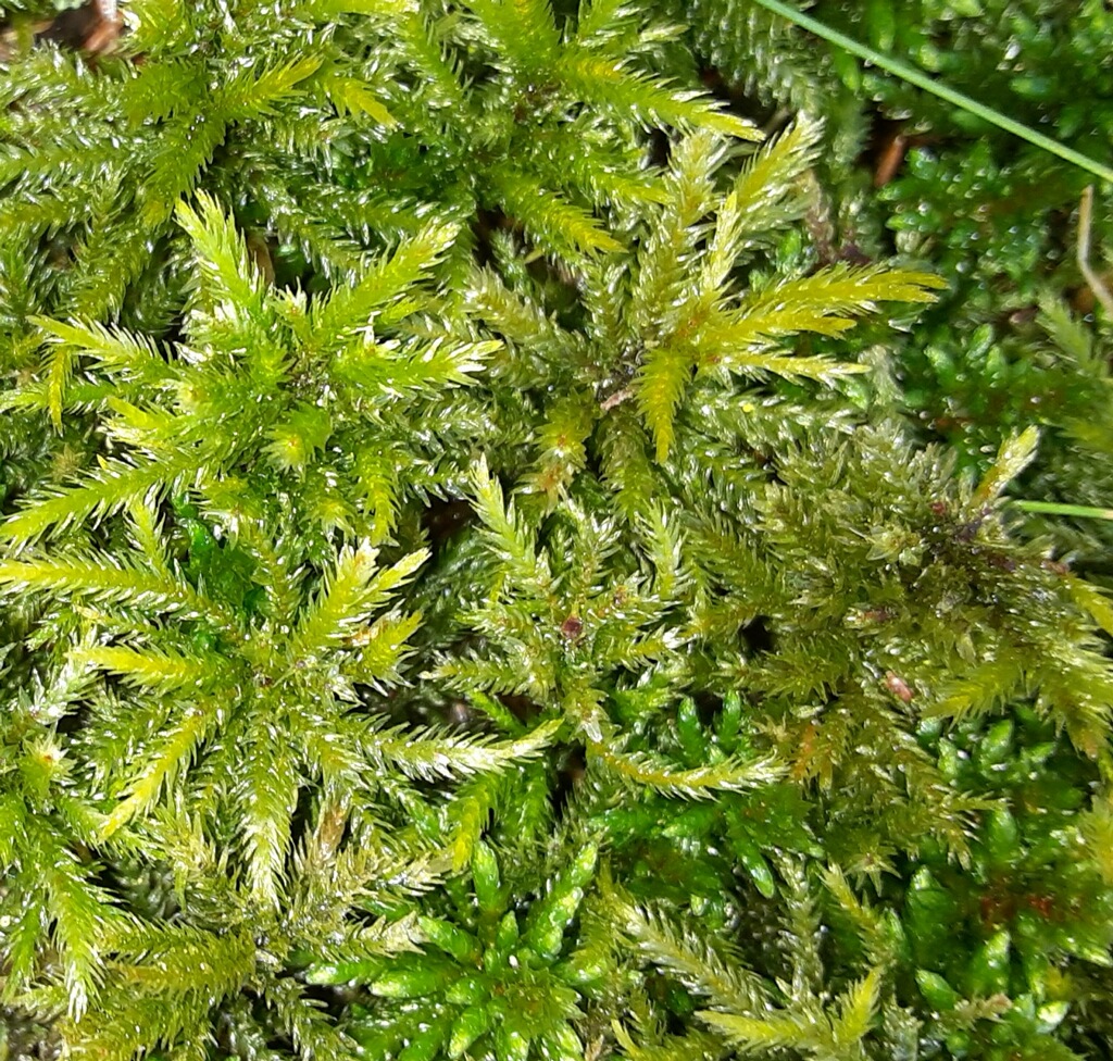 Sphagnum Moss: How to Grow it and Various Uses of it - Conserve