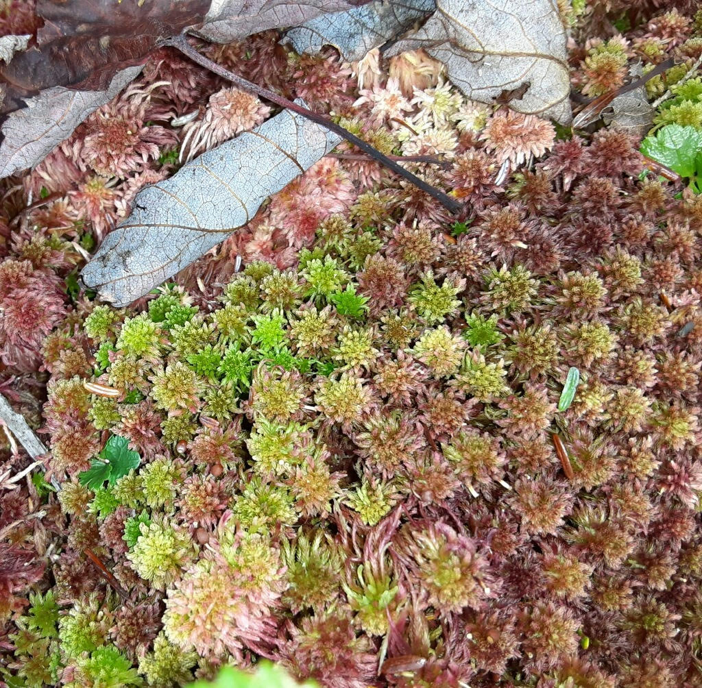 Sphagnum moss structures and soil pore sizes. (a) Sphagnum lawn