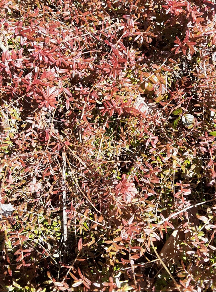 Dehydrated Fruit Archives - Rock Creek Shrubs